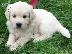 PoulaTo: Καταπληκτικά κουτάβια Golden Retriever